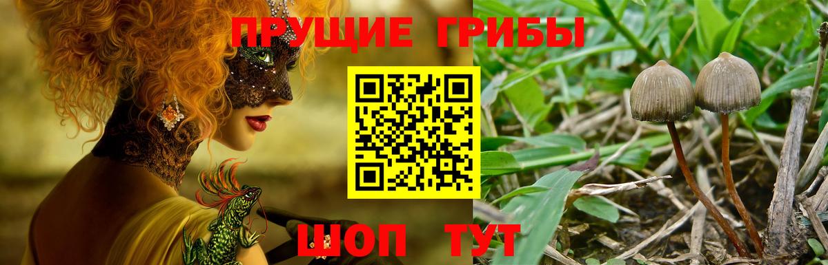 Галлюциногенные грибы Psilocybe Благовещенск